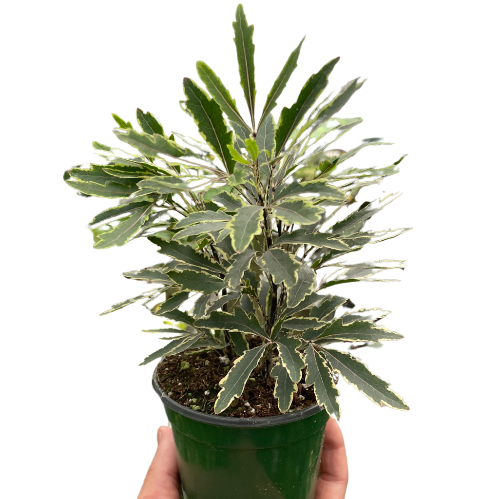 Aralia 'Bianca'-3" Pot