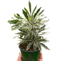 Aralia 'Bianca'-3" Pot