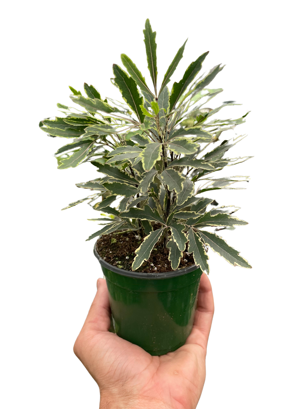 Aralia 'Bianca'-3" Pot
