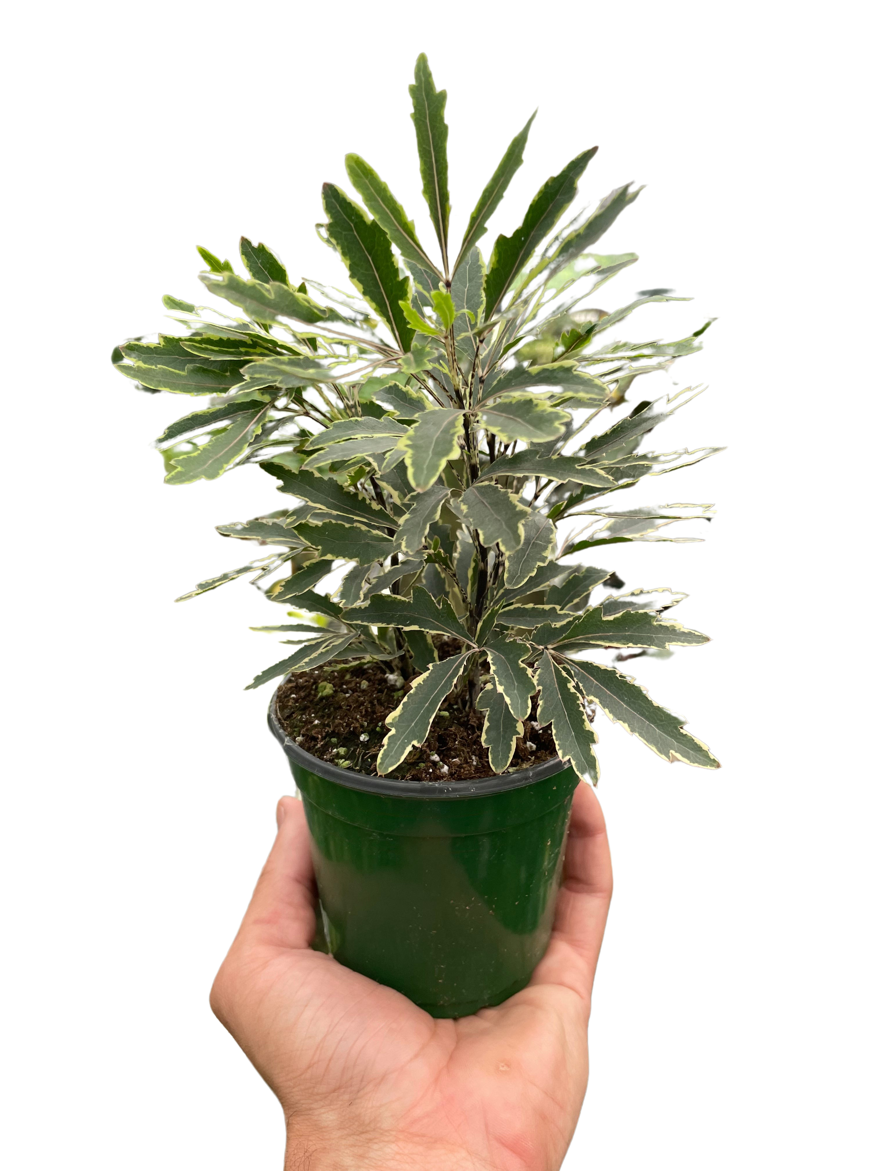 Aralia 'Bianca'-3" Pot